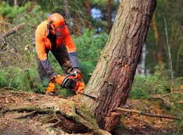 Best Hedge Trimming  in Portola Valley, CA