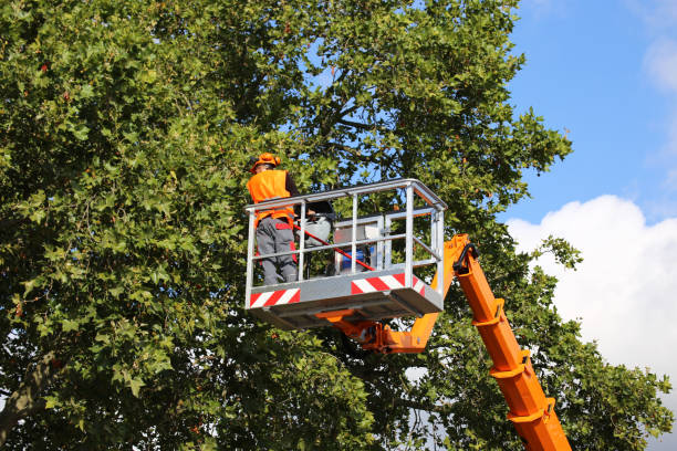 Best Utility Line Clearance  in Portola Valley, CA