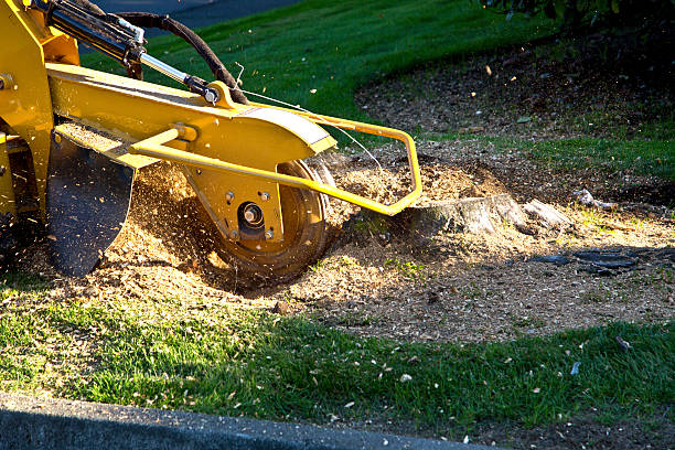 Best Storm Damage Tree Cleanup  in Portola Valley, CA