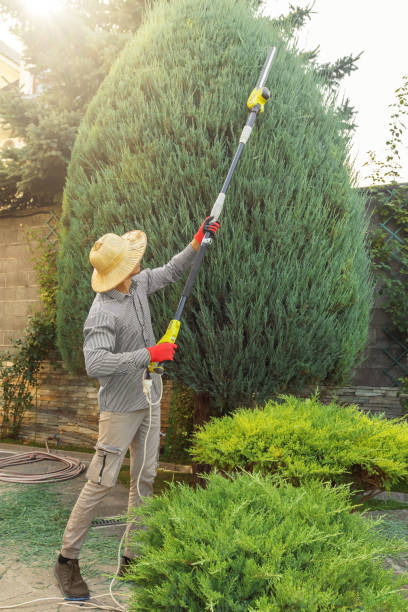 Best Hazardous Tree Removal  in Portola Valley, CA